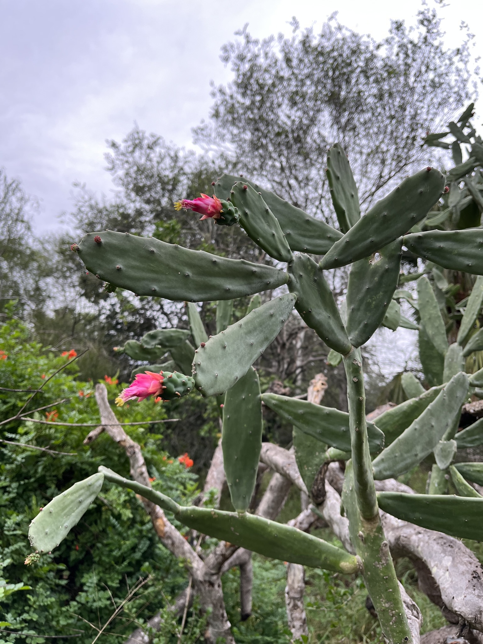 Opuntia cochenillifera